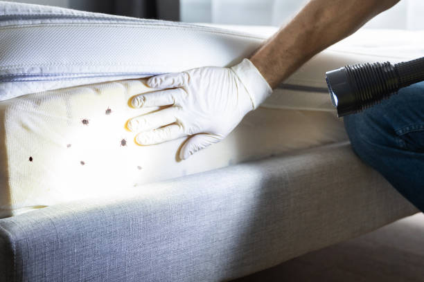 Best Exterminator Services  in Downs, IL