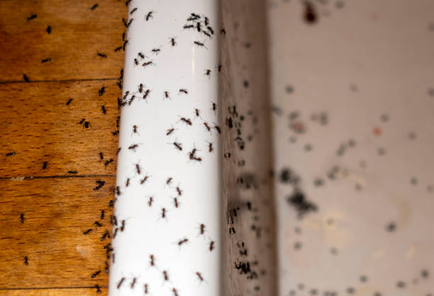 Best Residential Pest Control  in Downs, IL