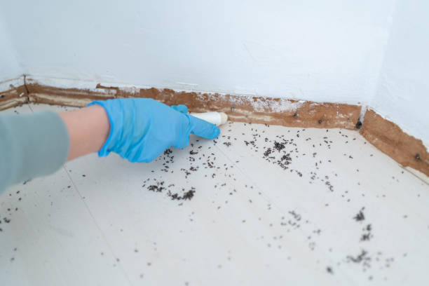 Best Local Pest Control Services  in Downs, IL